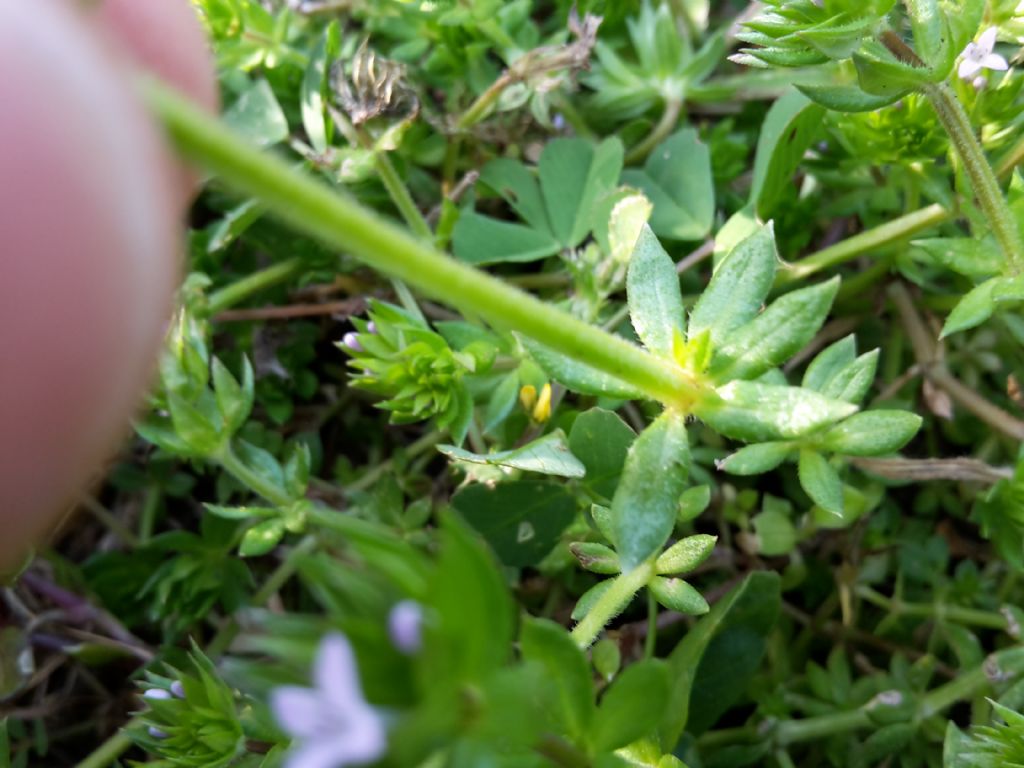 Sherardia arvensis