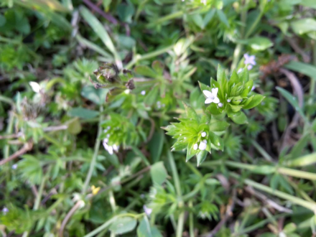 Sherardia arvensis