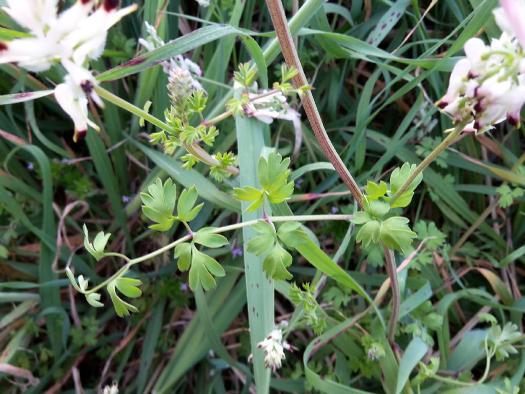 Fumaria capreolata