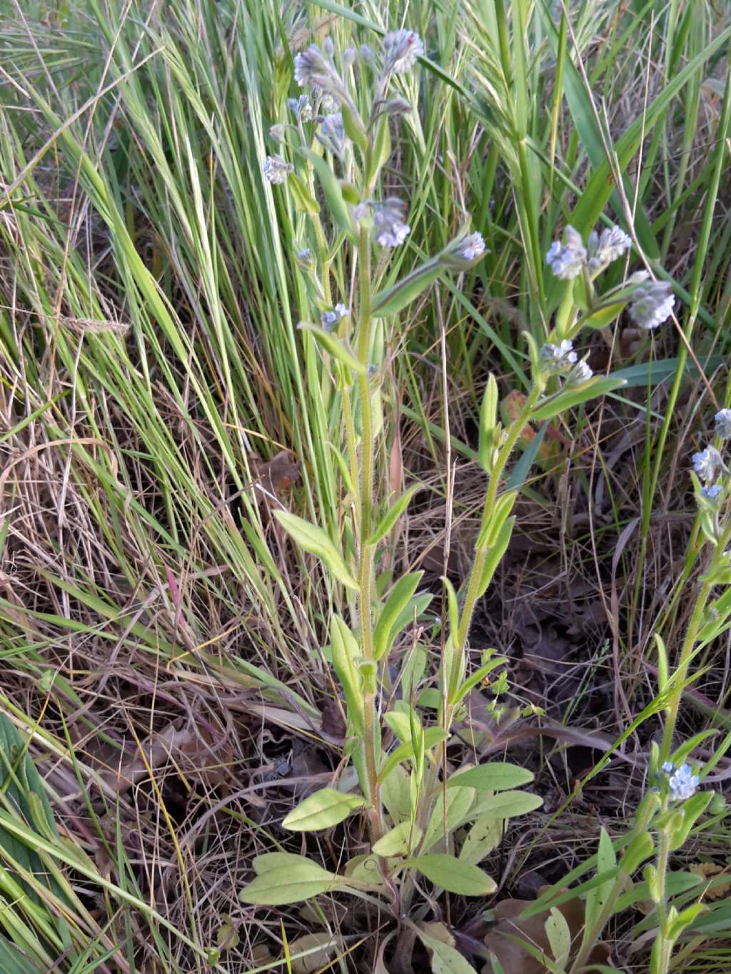 Myosotis sp.