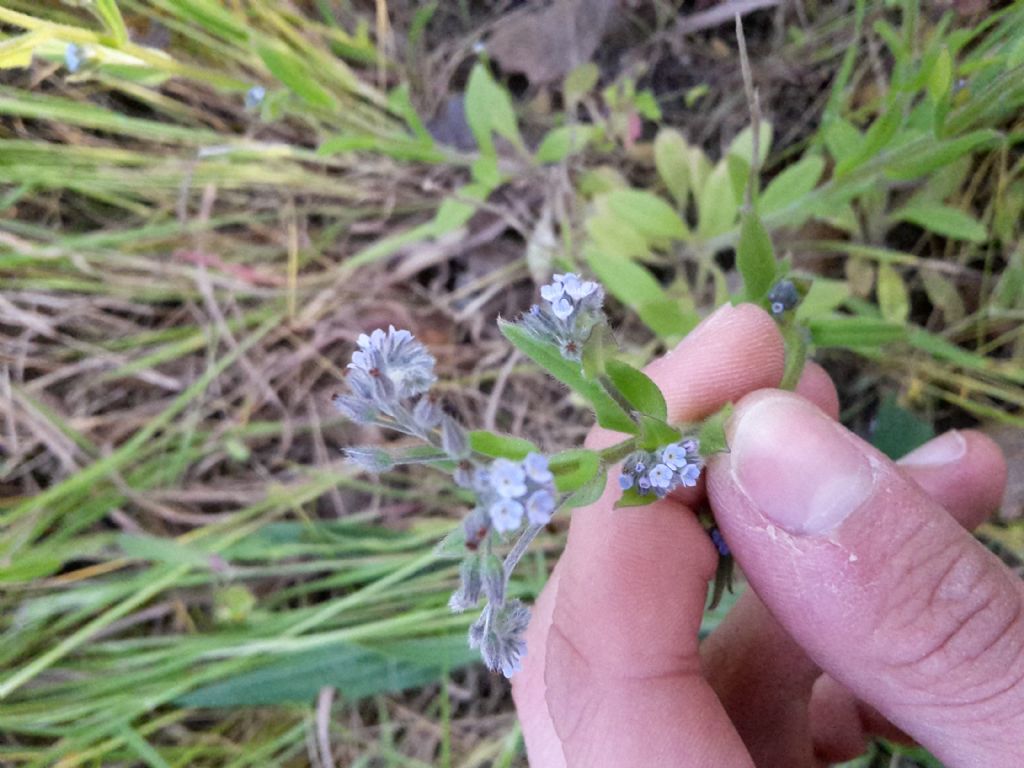 Myosotis sp.