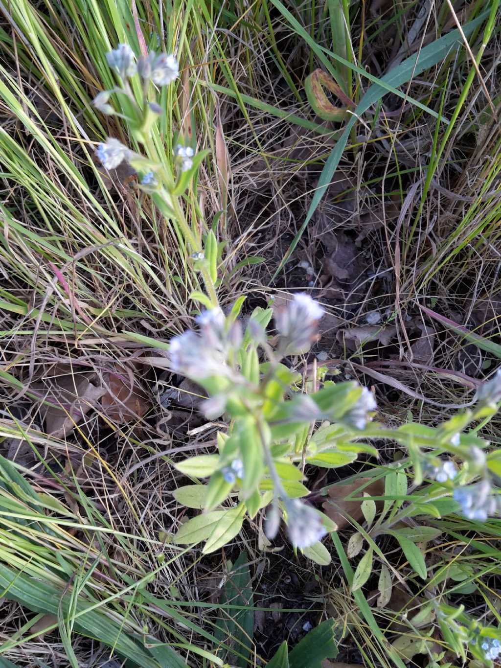 Myosotis sp.