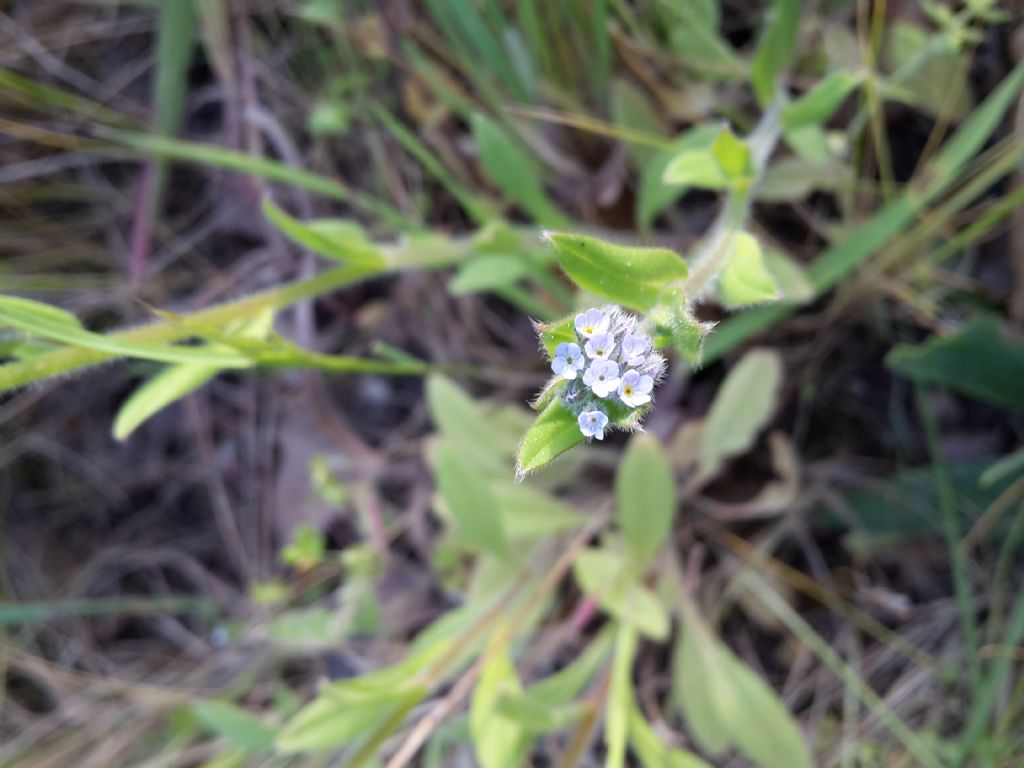 Myosotis sp.