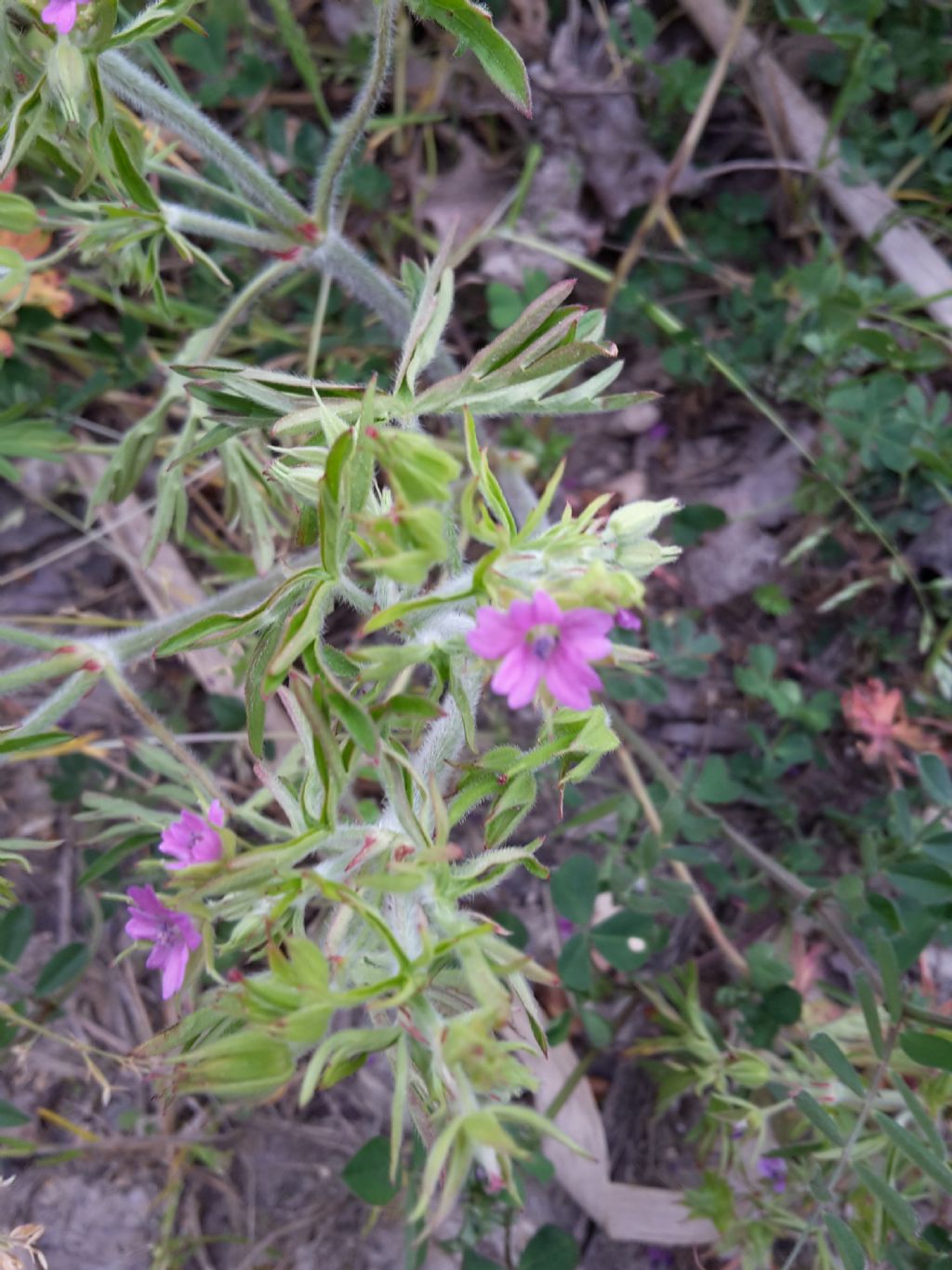 Geranium dissectum