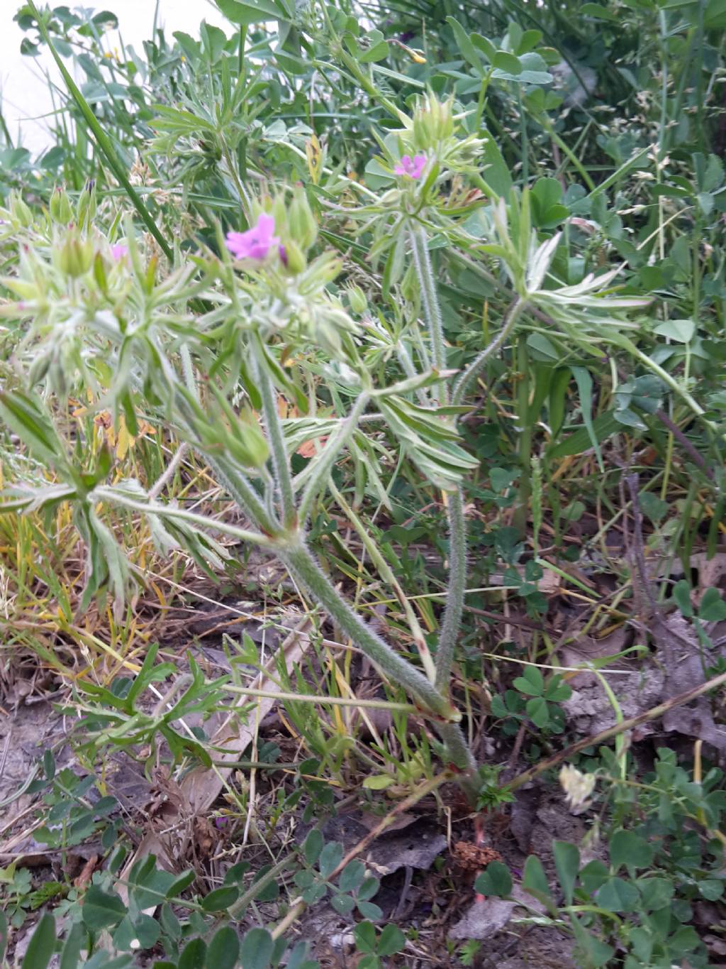 Geranium dissectum