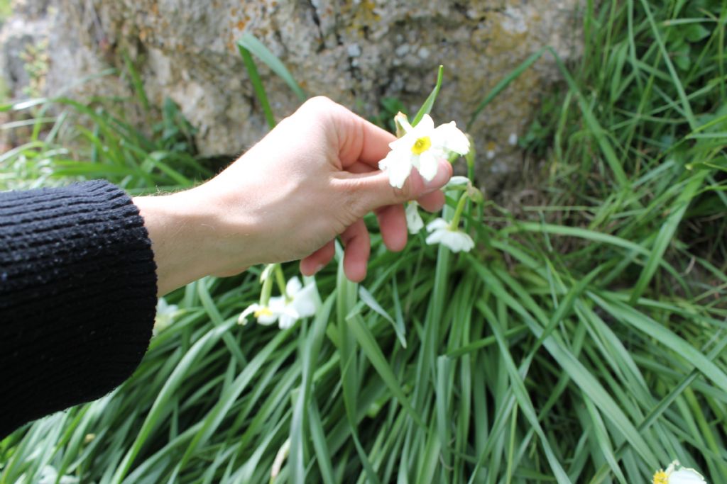 Narcissus sp.