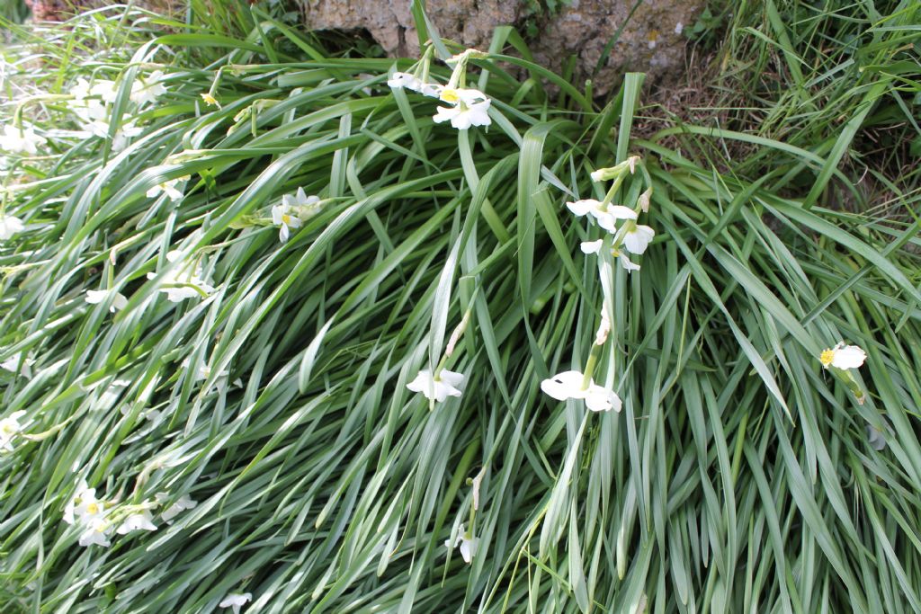 Narcissus sp.