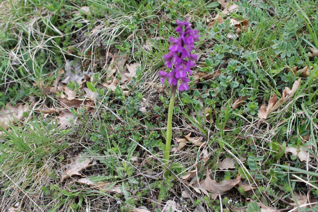 Anacamptis morio e Dactylorhiza sambucina