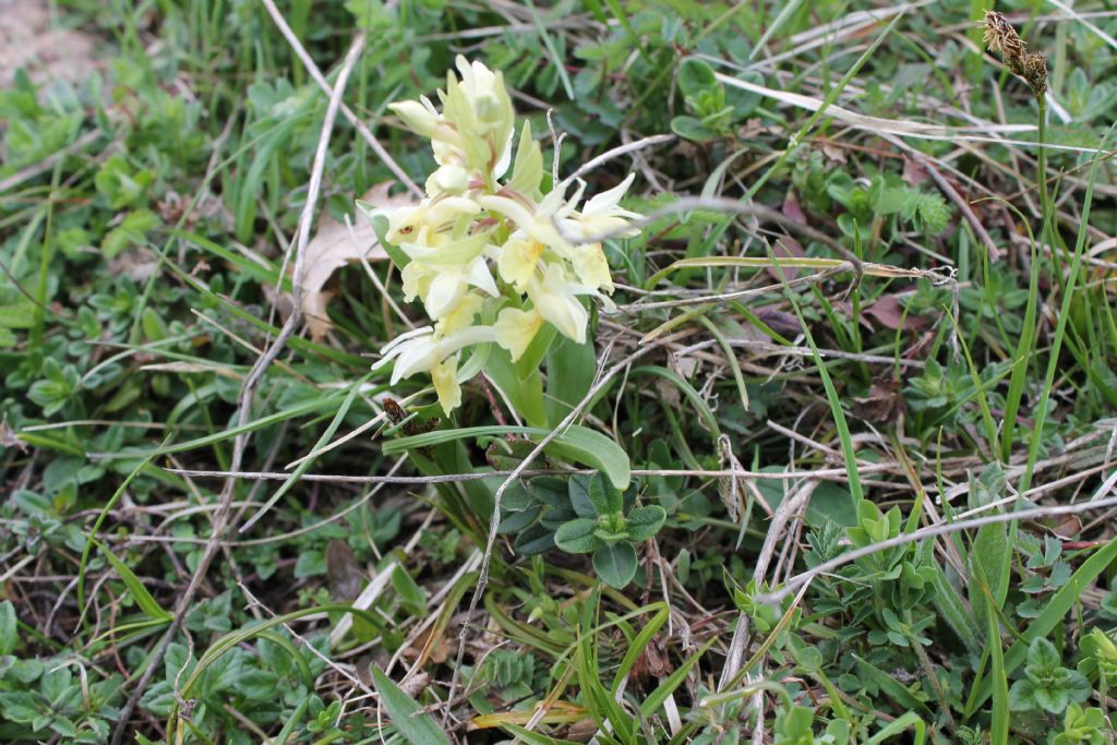 Anacamptis morio e Dactylorhiza sambucina