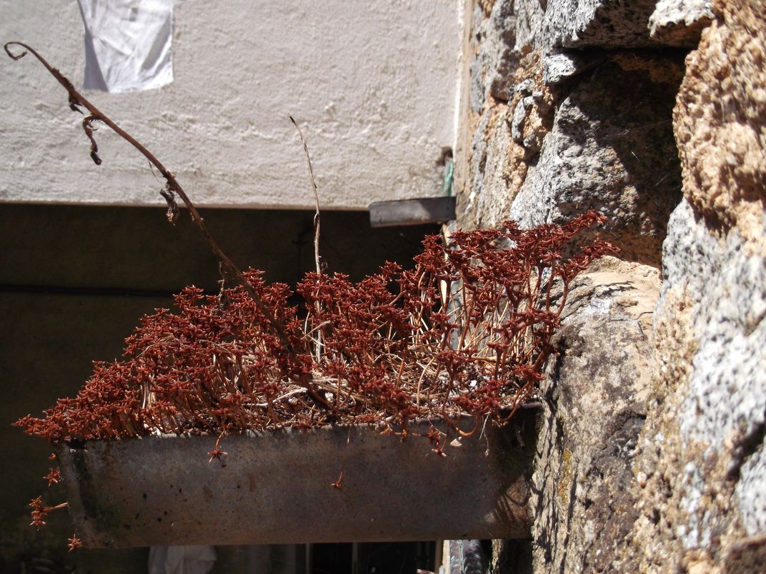 Pianta dal frutto a stella