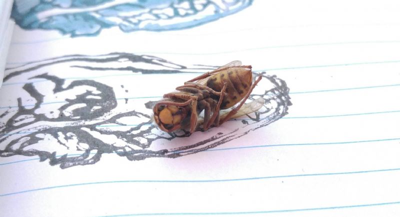 Aiuto per id vespa: Vespa crabro operaia