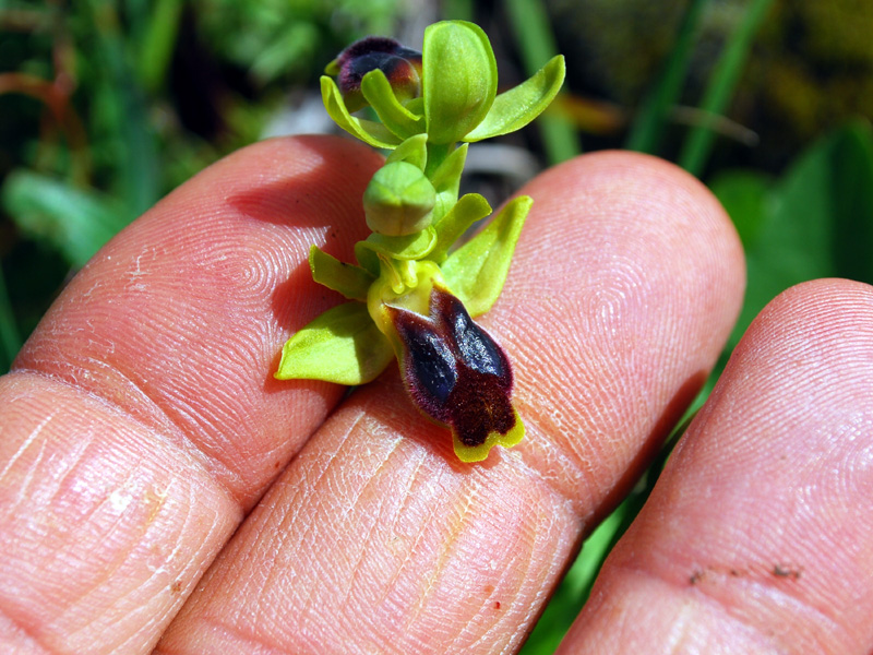 Ophrys laurensis.... Eccezzionale a Vizzini (CT)