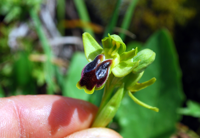 Ophrys laurensis.... Eccezzionale a Vizzini (CT)