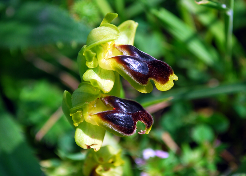 Ophrys laurensis.... Eccezzionale a Vizzini (CT)