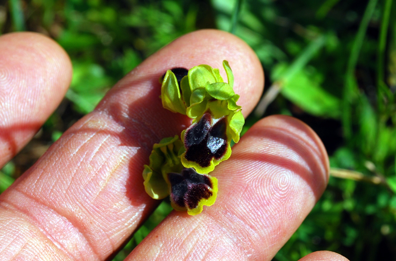 Ophrys laurensis.... Eccezzionale a Vizzini (CT)