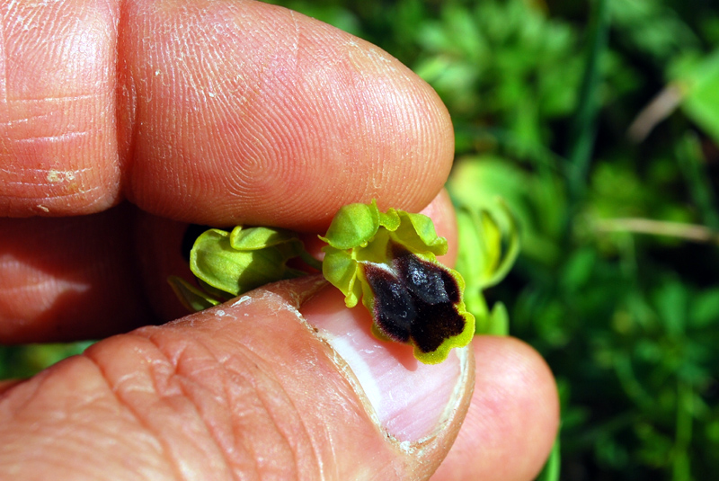 Ophrys laurensis.... Eccezzionale a Vizzini (CT)