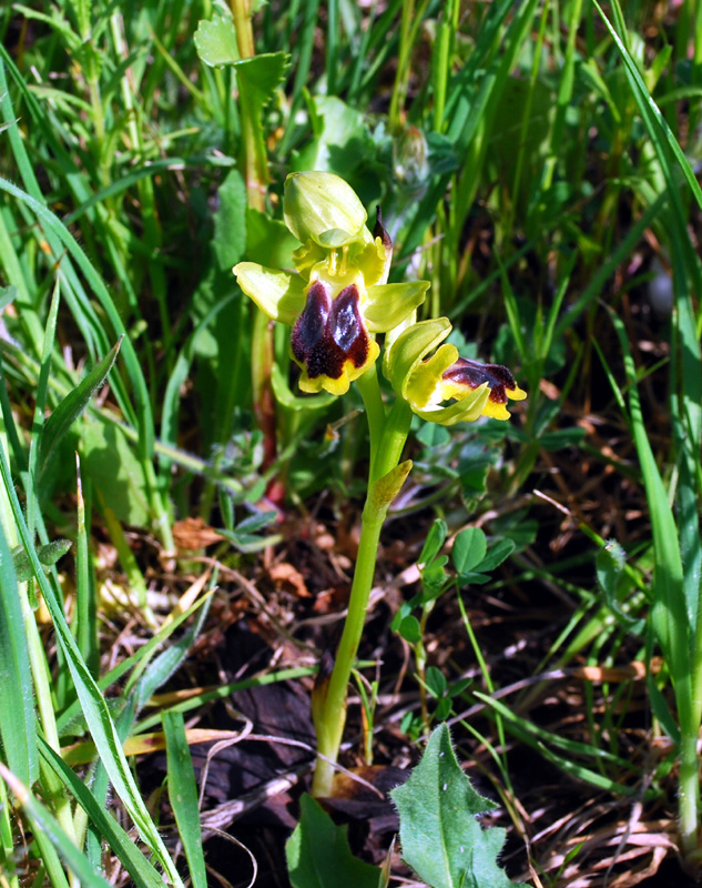 Ophrys laurensis.... Eccezzionale a Vizzini (CT)