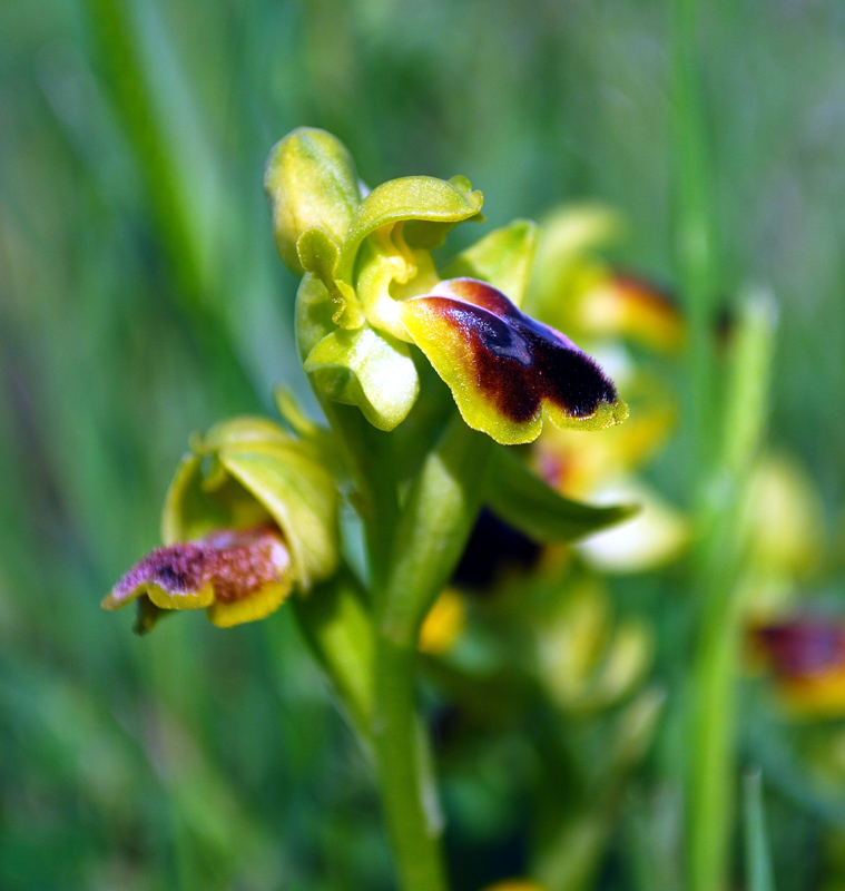 Ophrys laurensis.... Eccezzionale a Vizzini (CT)