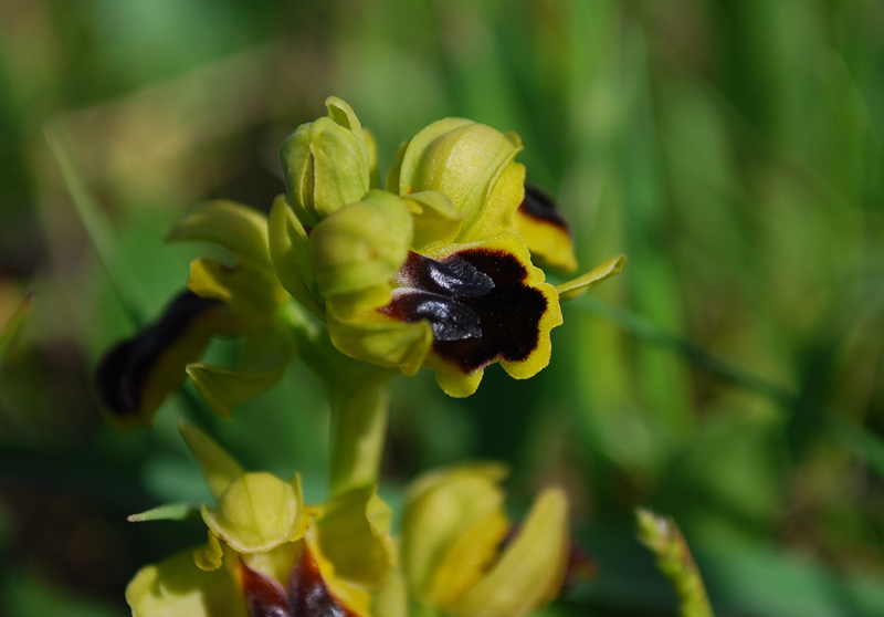 Ophrys laurensis.... Eccezzionale a Vizzini (CT)