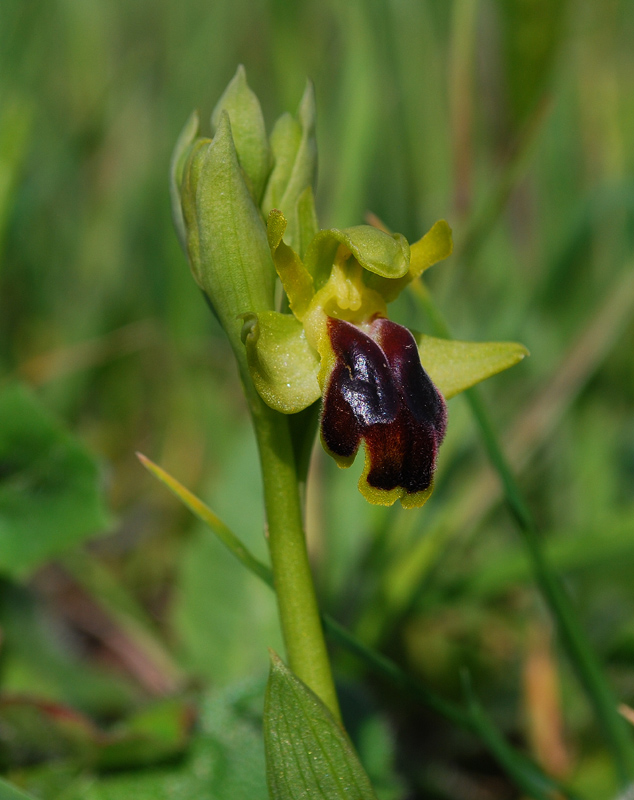 Ophrys laurensis.... Eccezzionale a Vizzini (CT)