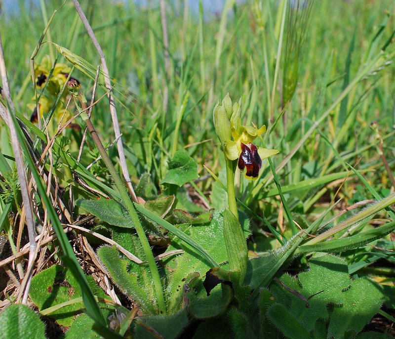 Ophrys laurensis.... Eccezzionale a Vizzini (CT)