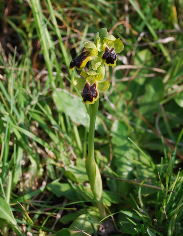 Ophrys laurensis.... Eccezzionale a Vizzini (CT)