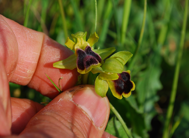 Ophrys laurensis.... Eccezzionale a Vizzini (CT)