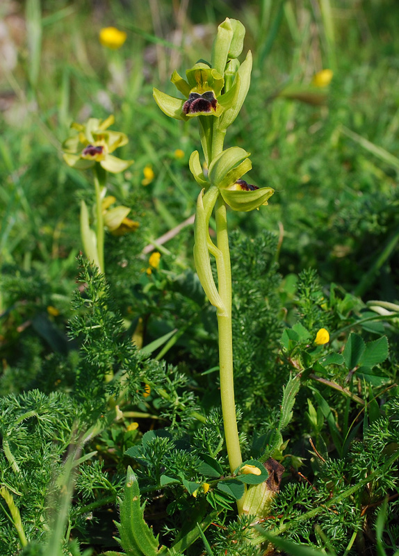 Ophrys laurensis.... Eccezzionale a Vizzini (CT)