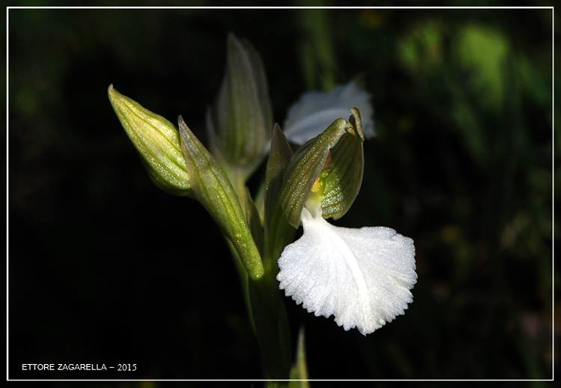 Anacamptis papilionacea albina