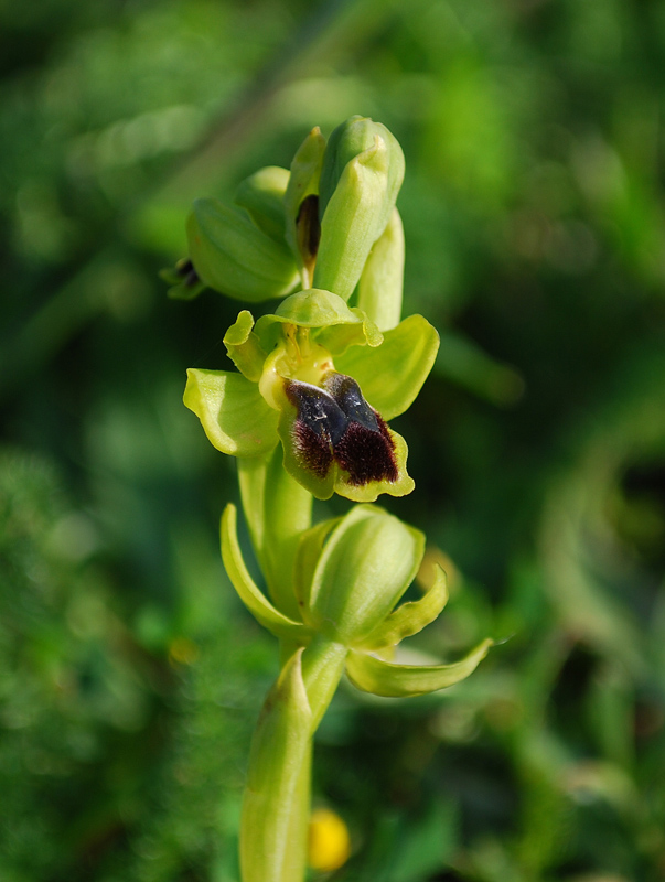 Ophrys laurensis.... Eccezzionale a Vizzini (CT)