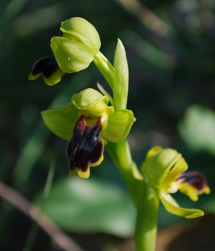 Ophrys laurensis.... Eccezzionale a Vizzini (CT)