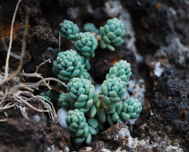 Sedum dasyphyllum