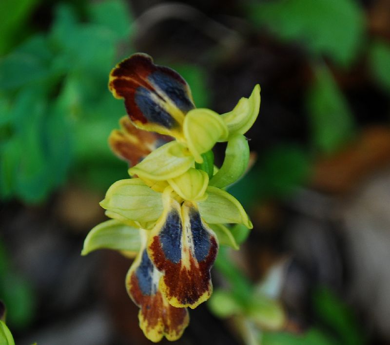 Ophrys subfusca...ma quale?