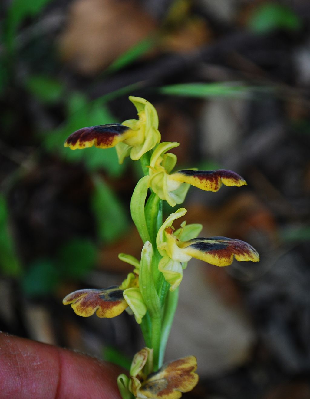 Ophrys subfusca...ma quale?