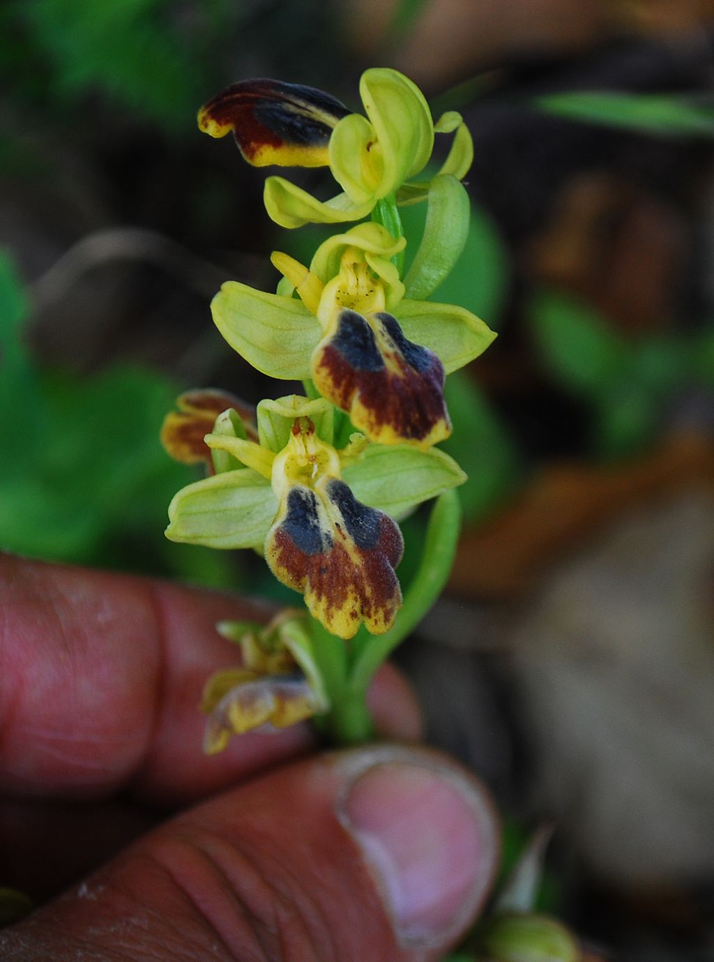 Ophrys subfusca...ma quale?