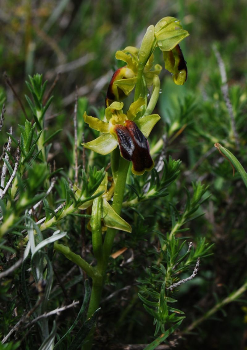 Ophrys. calocaerina