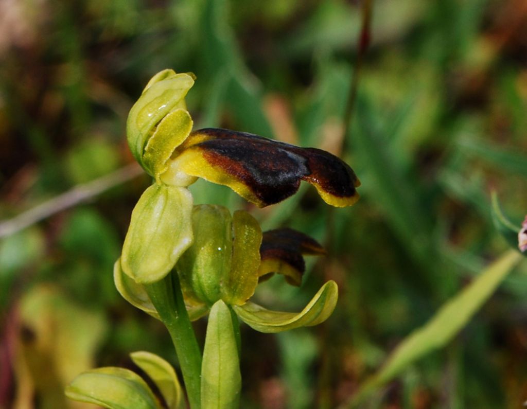 Ophrys. calocaerina