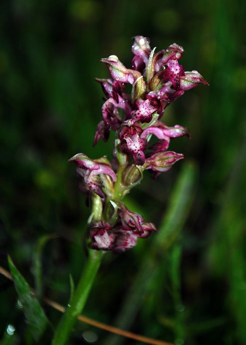 Anacamptis coriophora...ma quale  subsp.?