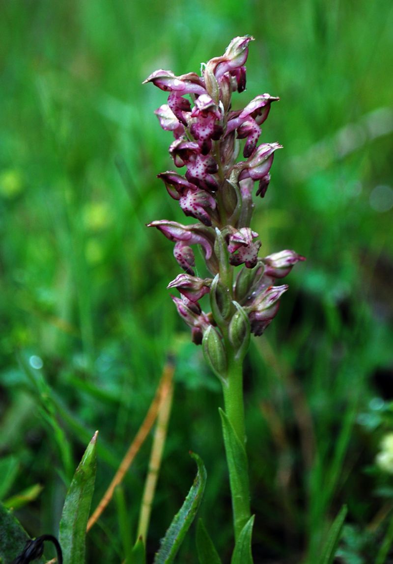 Anacamptis coriophora...ma quale  subsp.?