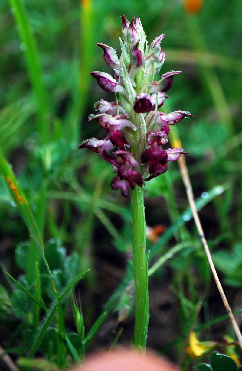 Anacamptis coriophora...ma quale  subsp.?