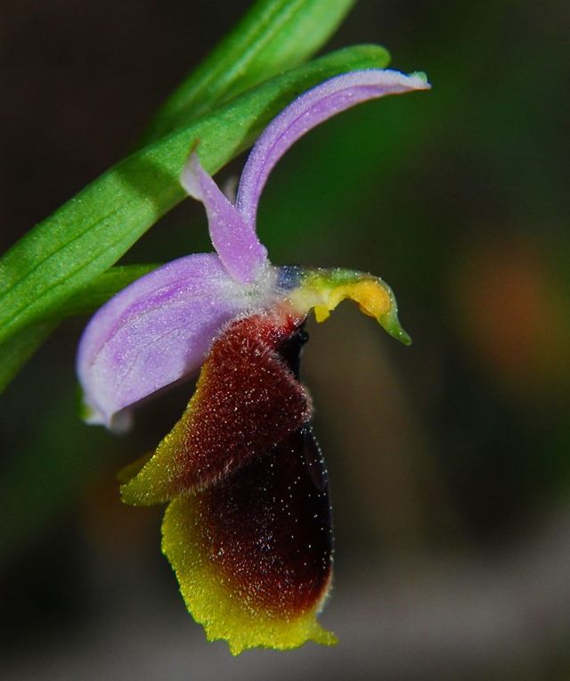 Ophrys lunulata