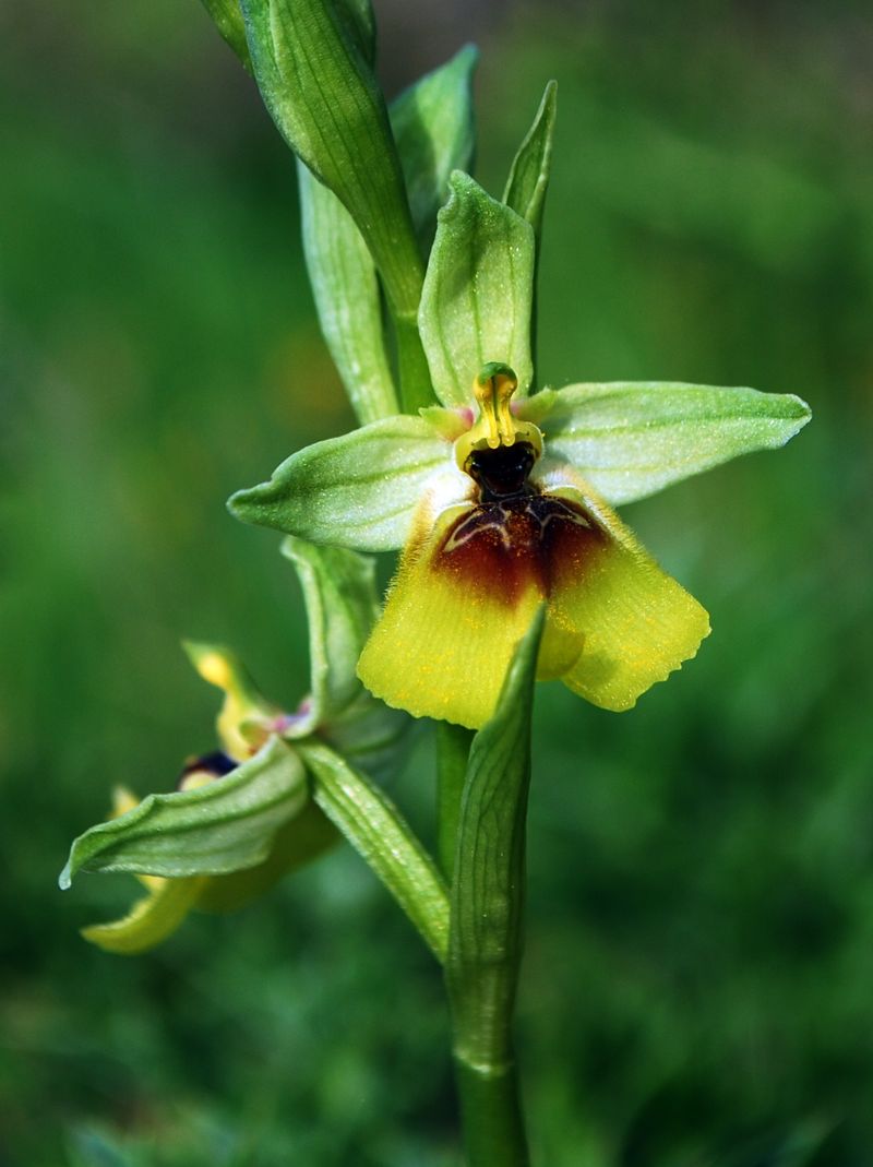 Ophrys lacaitae / Ofride di Lacaita