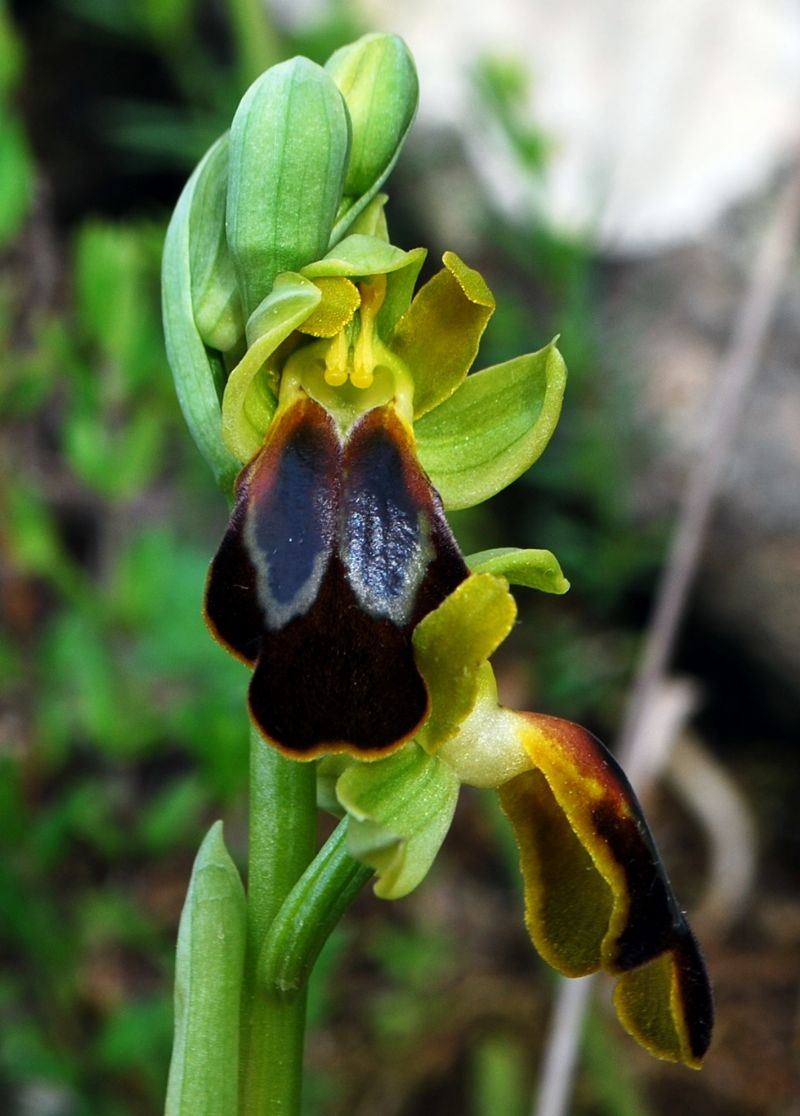 Ophrys calocaerina