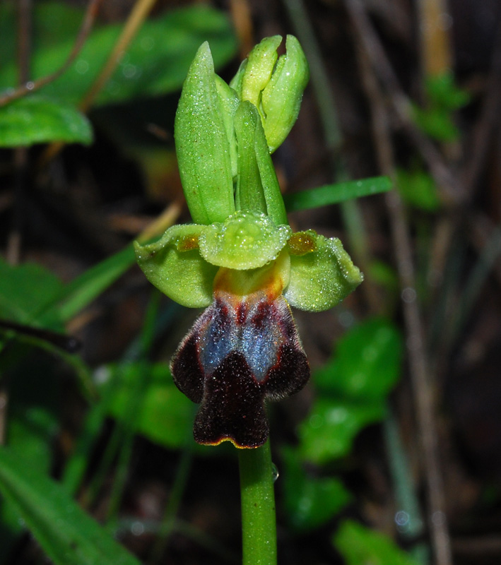 Ophrys forestieri (=O. lupercalis)