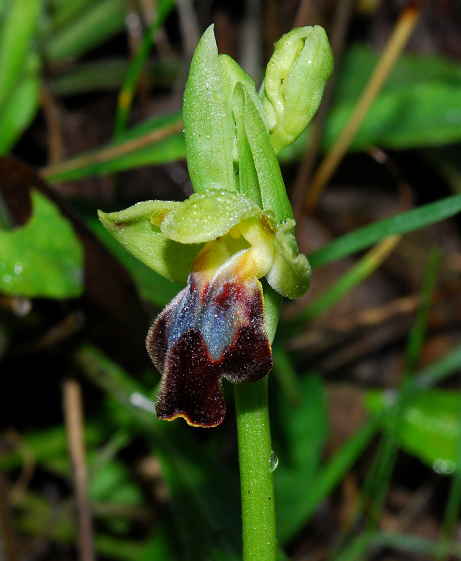 Ophrys forestieri (=O. lupercalis)