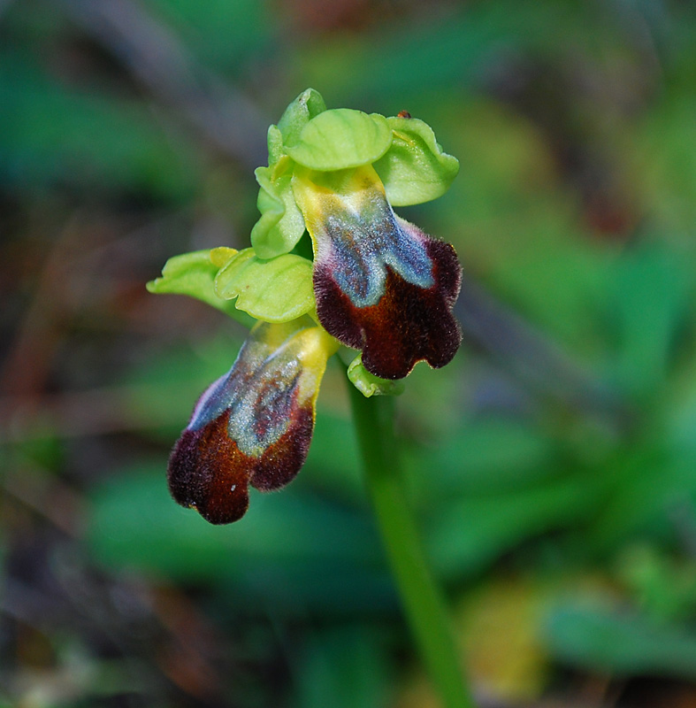 Ophrys forestieri (=O. lupercalis)