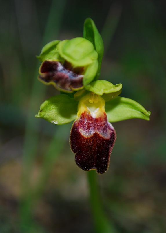 Ophrys forestieri (=O. lupercalis)