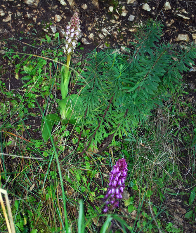 Report fioriture iblee fine gennaio