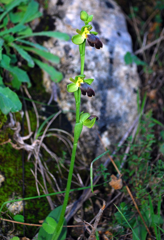 Report fioriture iblee fine gennaio