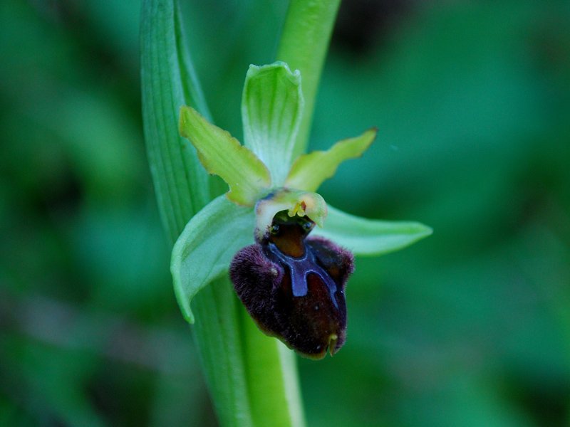 O. panormitane Iblee